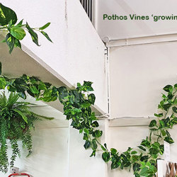 Trailing Vines - Pothos Garland - artificial plants, flowers & trees - image 5