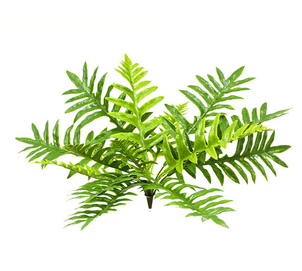 Xanadu Bush UV-treated