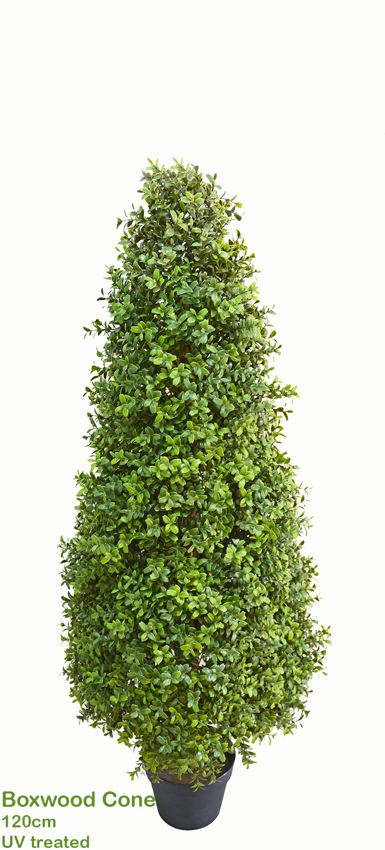 Boxwood Cone 90cm UV