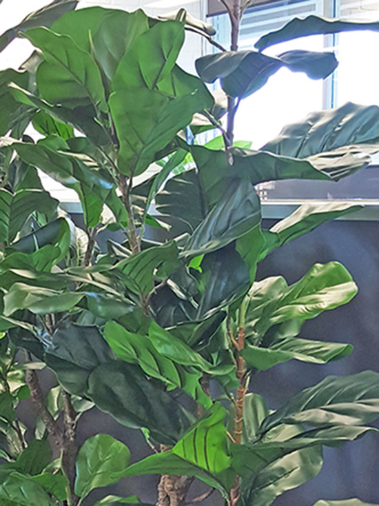 Trough Planters- with Fiddle-Leaf Ficus 1.35m tall