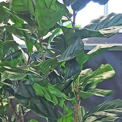 Trough Planters- with Fiddle-Leaf Ficus 1.35m tall - artificial plants, flowers & trees - image 1