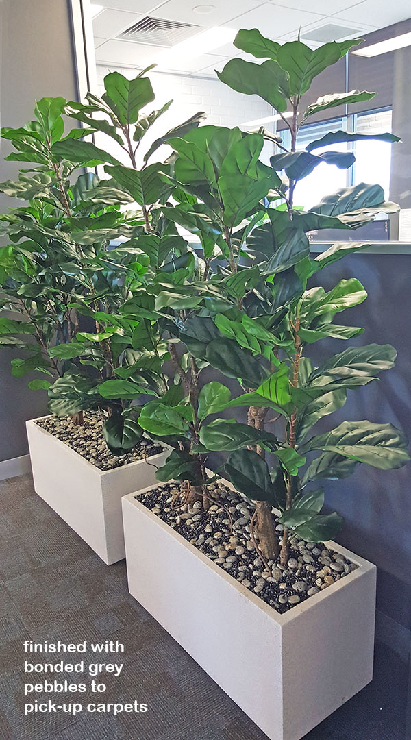 Trough Planters- with Fiddle-Leaf Ficus 1.35m tall