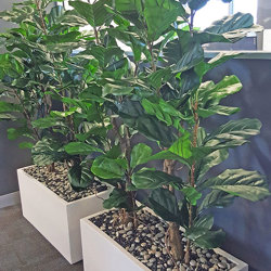 Trough Planters- with Fiddle-Leaf Ficus 1.9m - artificial plants, flowers & trees - image 2