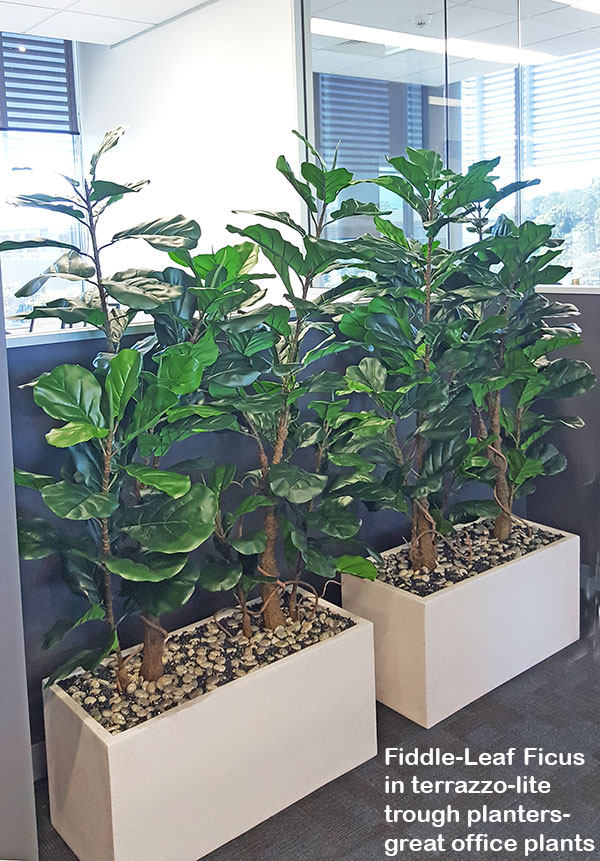 Trough Planters- with Fiddle-Leaf Ficus 1.35m tall