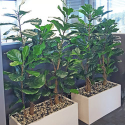 Trough Planters- with Fiddle-Leaf Ficus 1.35m tall - artificial plants, flowers & trees - image 5