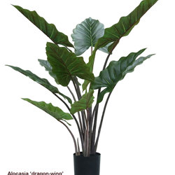 Alocasia 'dragon-wing' 1.9m delux - artificial plants, flowers & trees - image 3