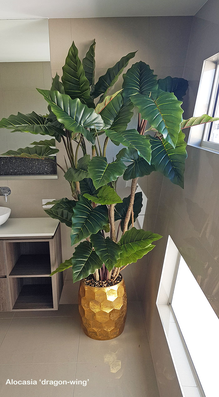Alocasia 'dragon-wing' 1.9m delux
