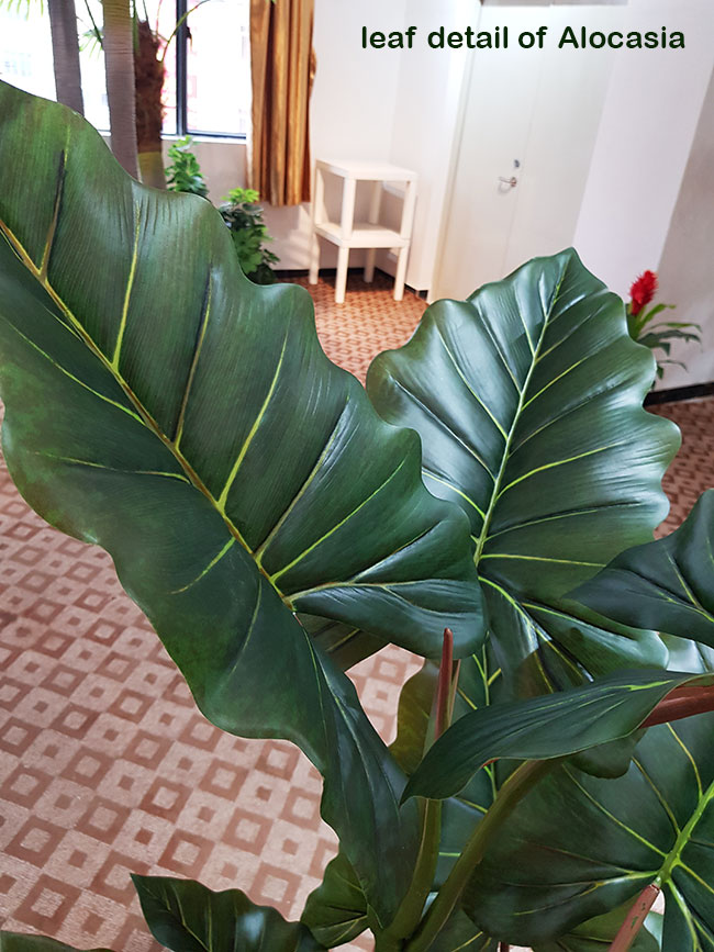 Alocasia 'dragon-wing' 1.9m delux