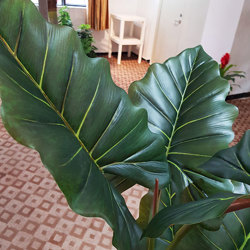 Alocasia 'dragon-wing' 1.9m delux - artificial plants, flowers & trees - image 1