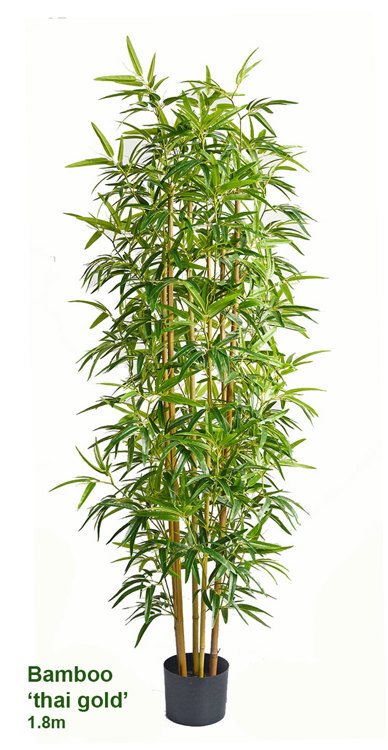 Articial Plants - Bamboo 'thai gold' 1.8m