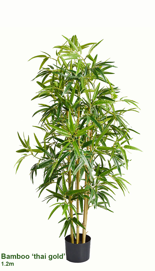 Bamboo 'thai gold' 1.2m