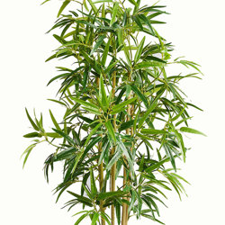 Bamboo 'thai gold' 1.2m - artificial plants, flowers & trees - image 10