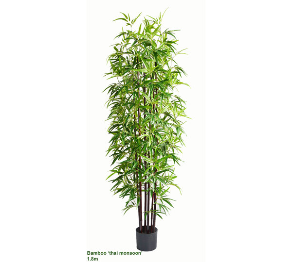 Bamboo 'thai monsoon' 1.8m
