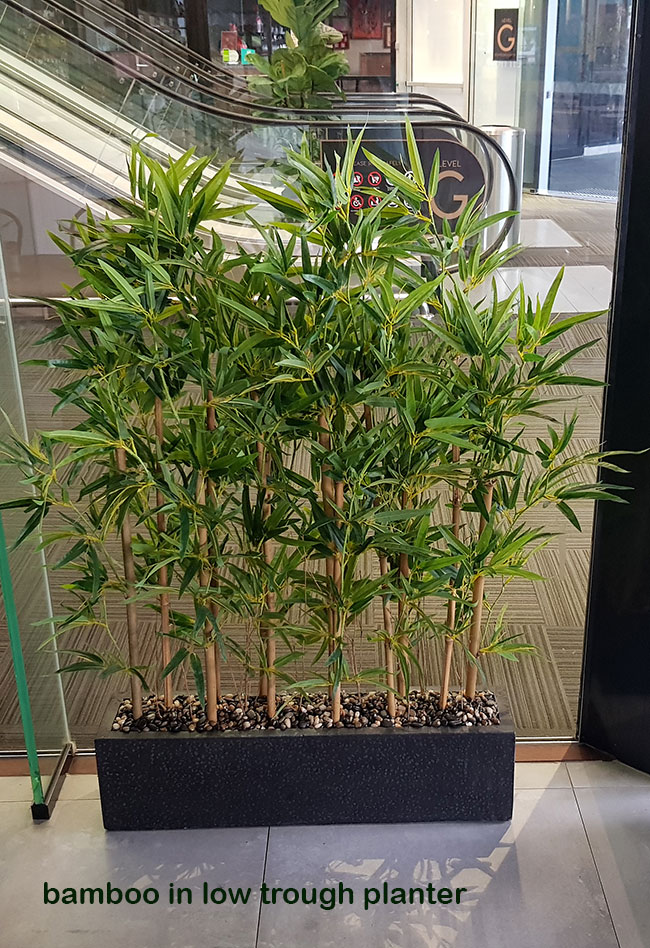 Bamboo 'thai gold' 1.5m