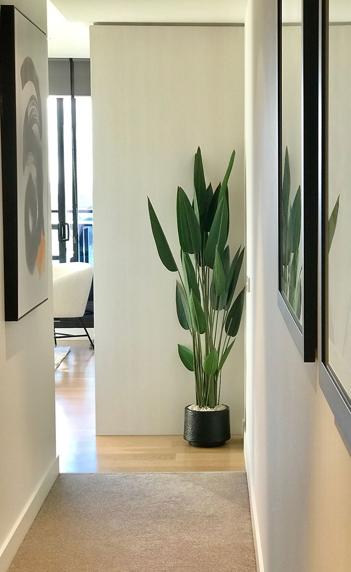 Bird of Paradise Plant 1.6m