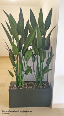 Trough Planters- with Bird-o-Paradise 1.5m tall  
