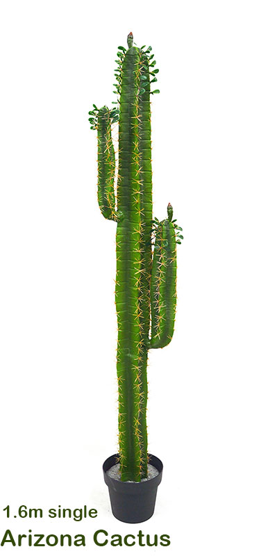 Cactii- Arizona Cactus 1.6m