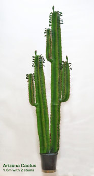 Arizona Cactus 1.6m double-stem