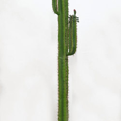 Arizona Cactus 2m single - artificial plants, flowers & trees - image 3