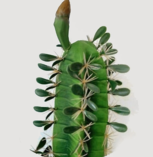Cactii- Arizona Cactus 2m double-stem 