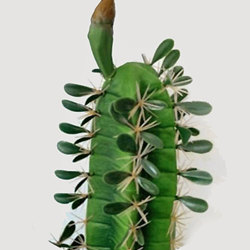 Cactii- Arizona Cactus 2m double-stem  - artificial plants, flowers & trees - image 1
