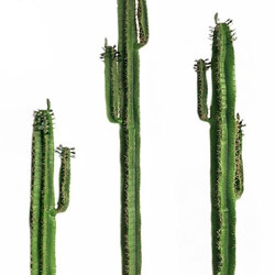 Cactii- Arizona Cactus 2m triple-stem - artificial plants, flowers & trees - image 6