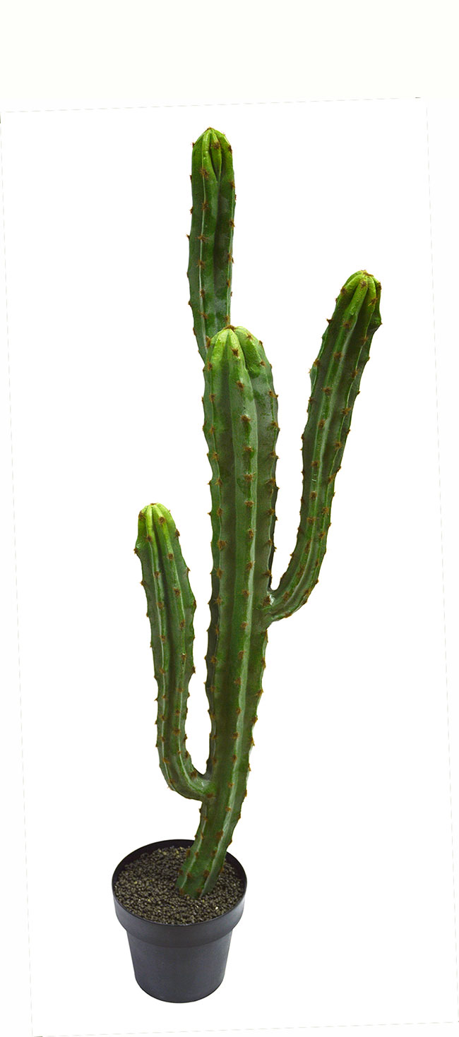 Cactii- Candelebra Cactus 1.3m