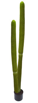 Cactii- Column Cactus double-trunk 1.45m