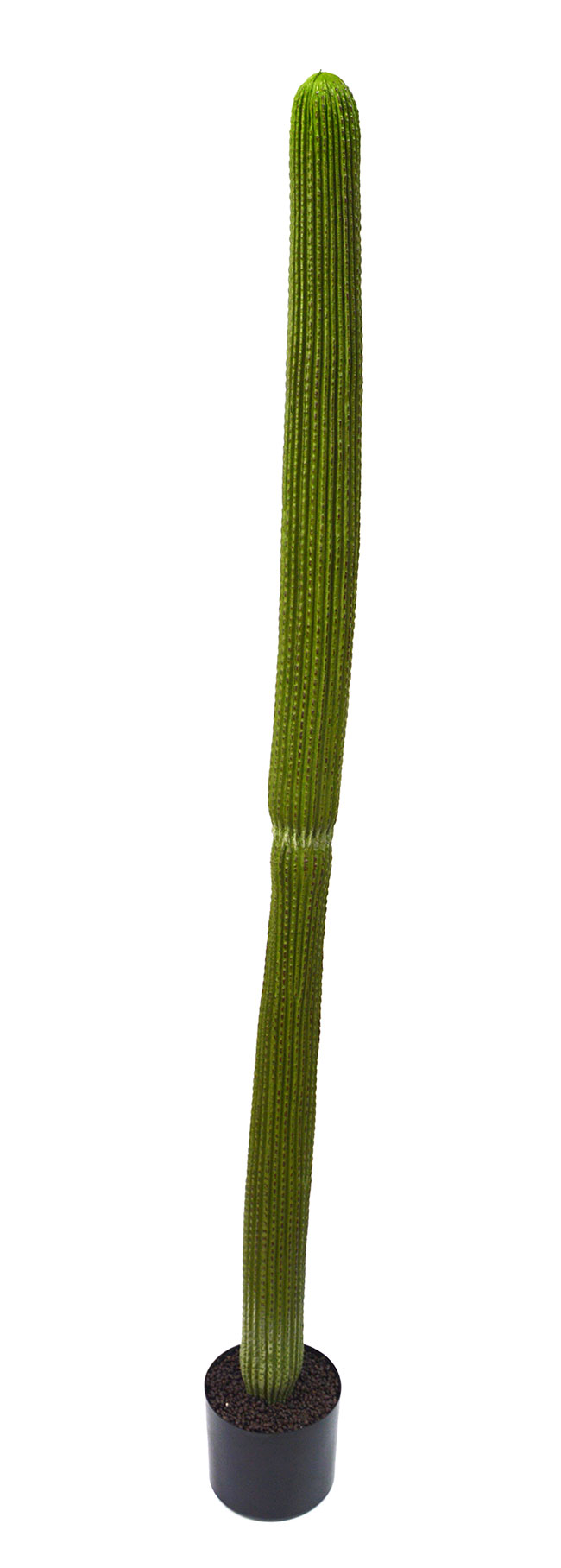 Cactii- Column Cactus 1.45m