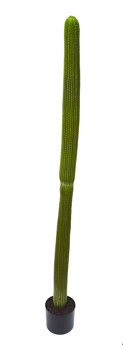 Cactii- Column Cactus 1.4m