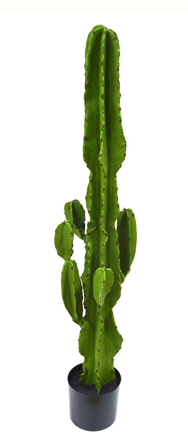 Cactii- San Pedro Cactus 1.2m