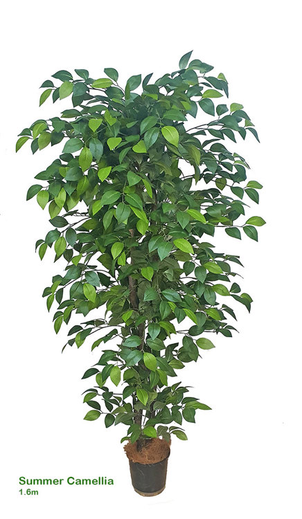 Articial Plants - Summer Camellia 1.6m