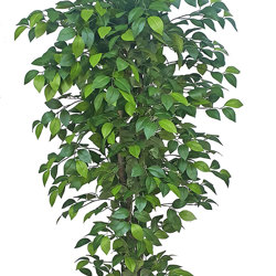 Summer Camellia 1.6m - artificial plants, flowers & trees - image 1