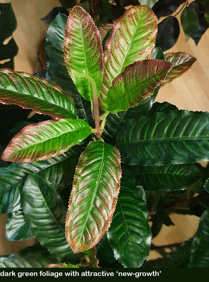 Coffee Plant 1.2m