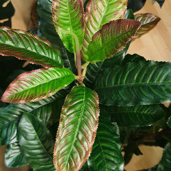 Coffee Plant 1.2m - artificial plants, flowers & trees - image 1