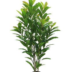 Coffee Plant 1.2m - artificial plants, flowers & trees - image 3