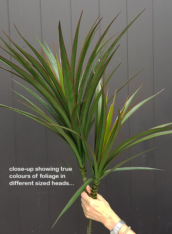 Dracaena- mini-yucca 2.1m with 10 heads