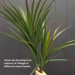 Dracaena- mini-yucca 2.1m with 10 heads - artificial plants, flowers & trees - image 1