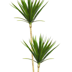 Dracaena marginata- 1.2m with 2 heads    - artificial plants, flowers & trees - image 1