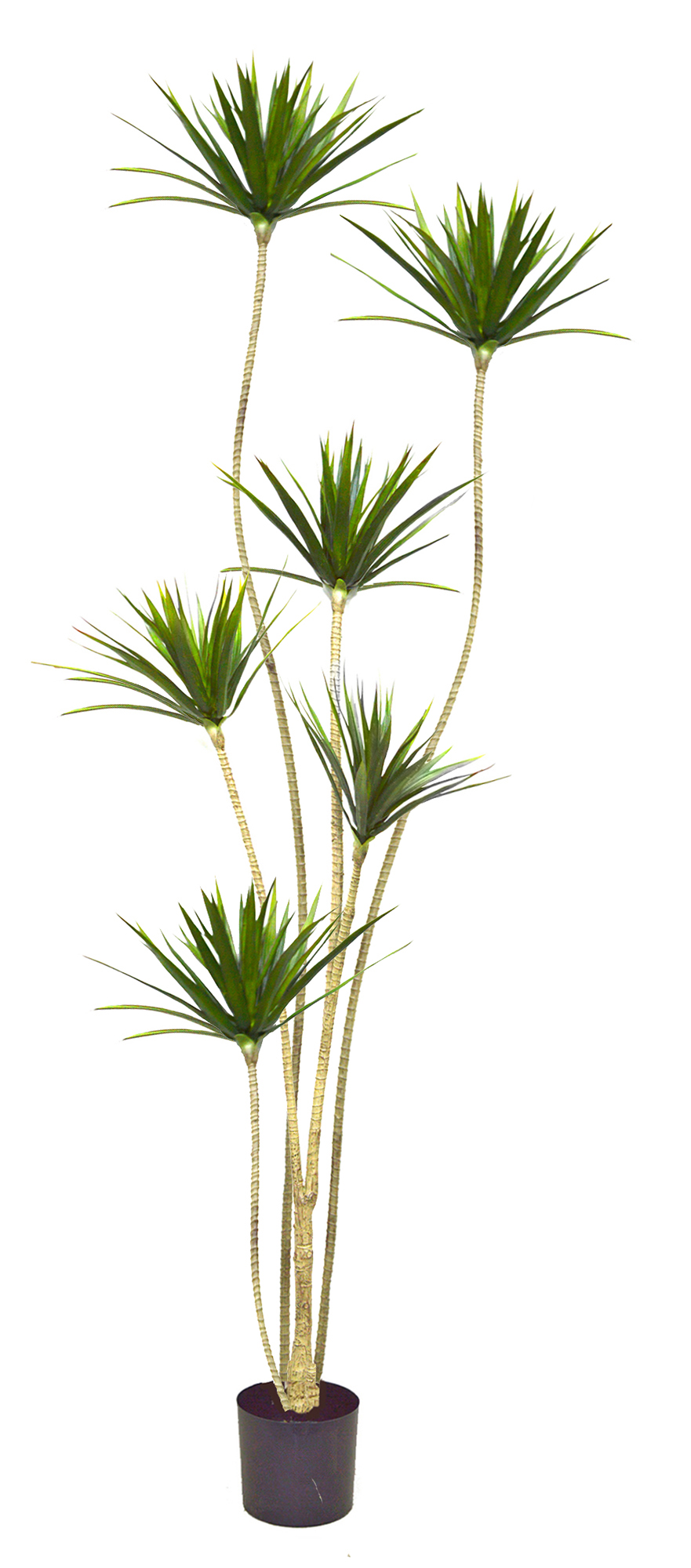 Dracaena Marginata Tree- 2m with 6 heads  