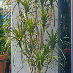Dracaena- marginata 2.1m with 10 heads - artificial plants, flowers & trees - image 2