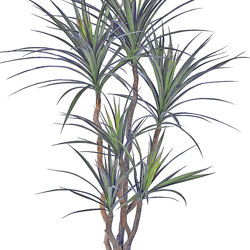 Dracaena- marginata 1.5m with 6 heads - artificial plants, flowers & trees - image 10