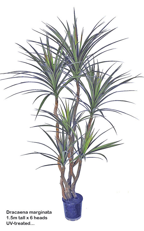 Articial Plants - Dracaena- marginata 1.5m with 6 heads