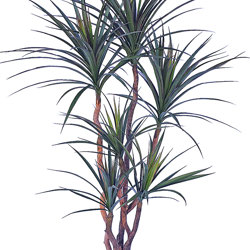 Dracaena- marginata 1.2m with 4 heads - artificial plants, flowers & trees - image 3