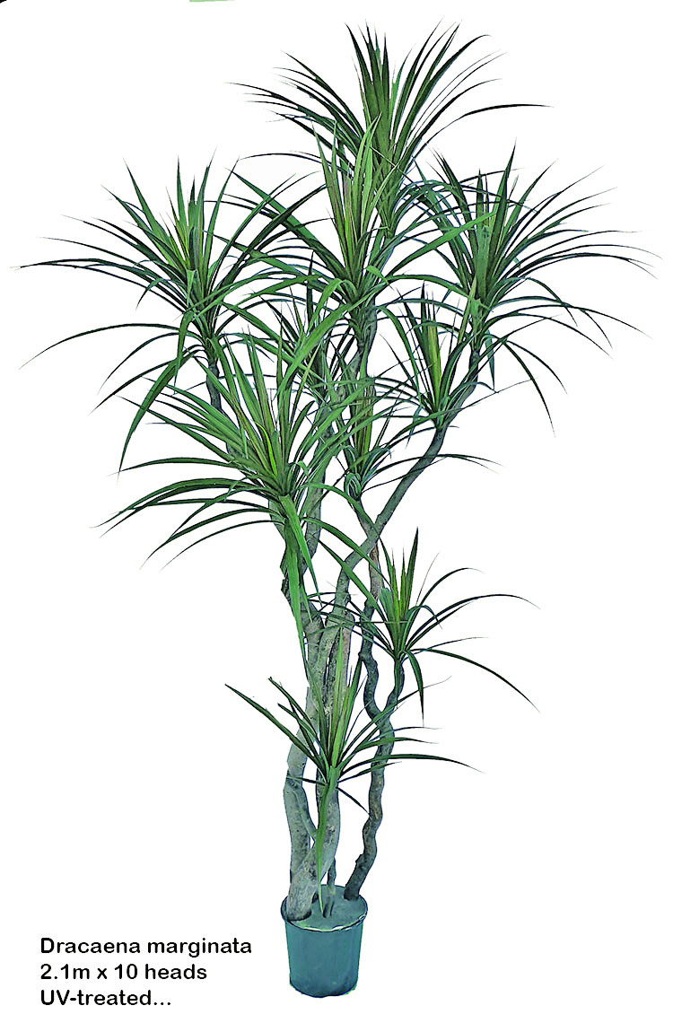 Dracaena- mini-yucca 2.1m with 10 heads