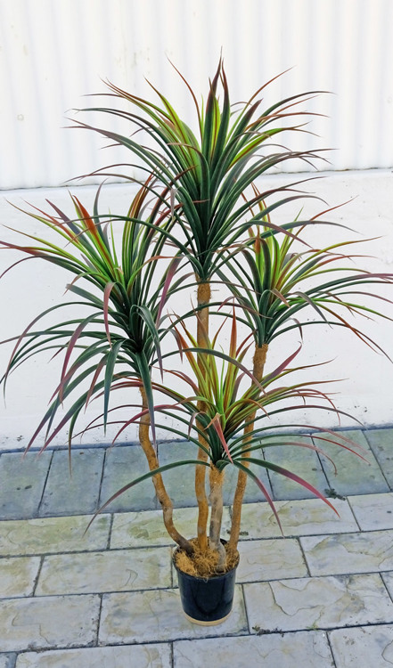 Articial Plants - Draceana- short 'shiraz' 1.2m with 4 heads