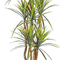 Draceana- marginata 1.2m x4 heads - artificial plants, flowers & trees - image 2