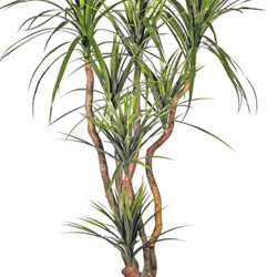 Draceana- marginata 1.2m x4 heads - artificial plants, flowers & trees - image 3