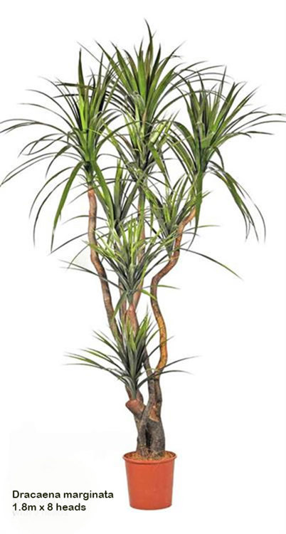 Articial Plants - Dracaena- marginata 1.8m with 8 heads