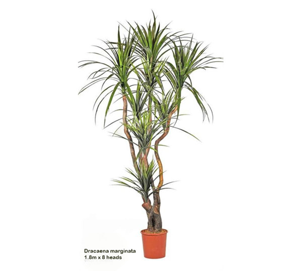 Dracaena- mini-yucca 1.8m with 8 heads